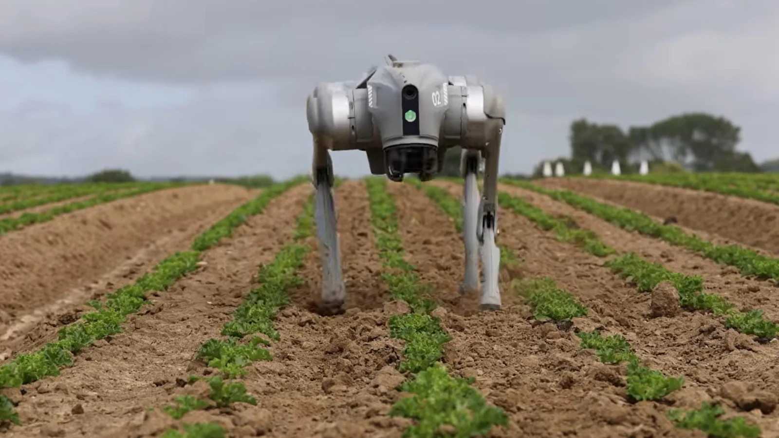 Robot Dogs Revolutionize Farming with Advanced Crop Surveillance