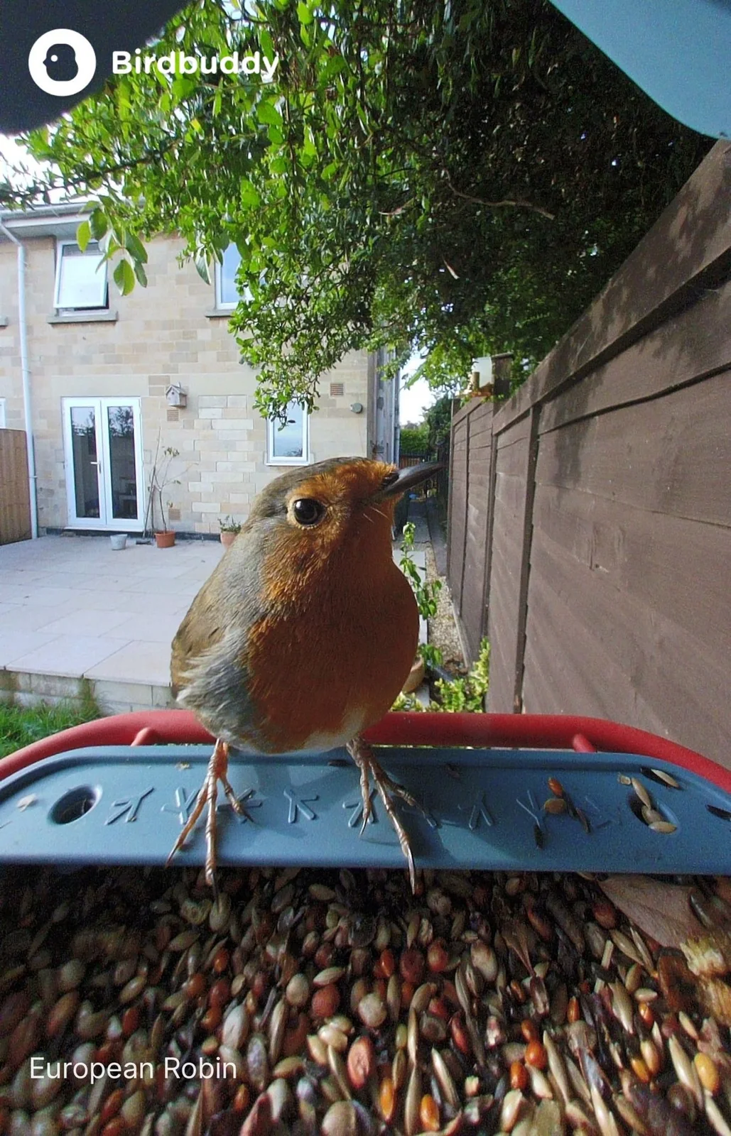 A bird perched on the Bird Buddy 2 feeder