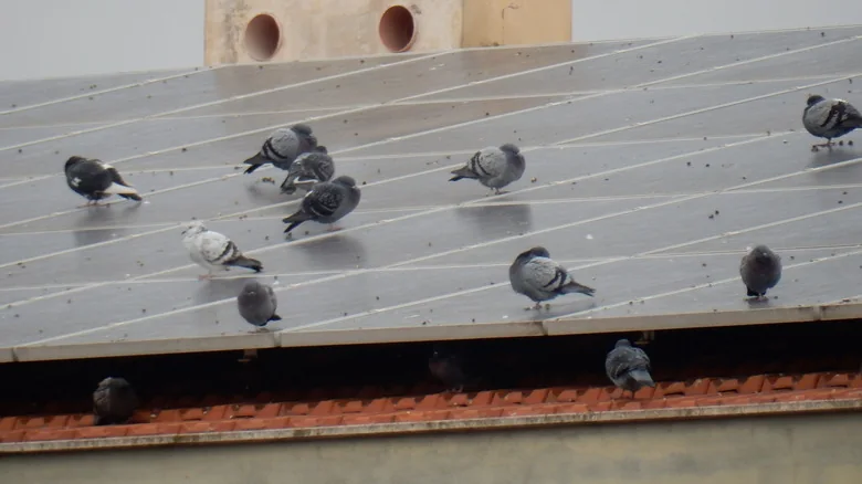 Pigeons standing on rooftop solar panels.