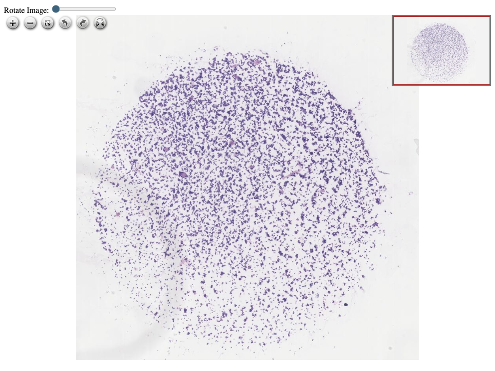 Click for Full Screen WSI