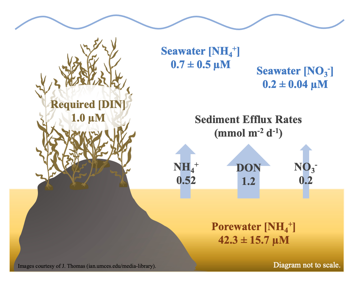 conceptual diagram