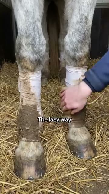 HorseHalo ad