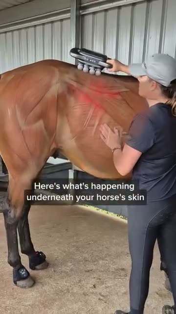 HorseHalo ad
