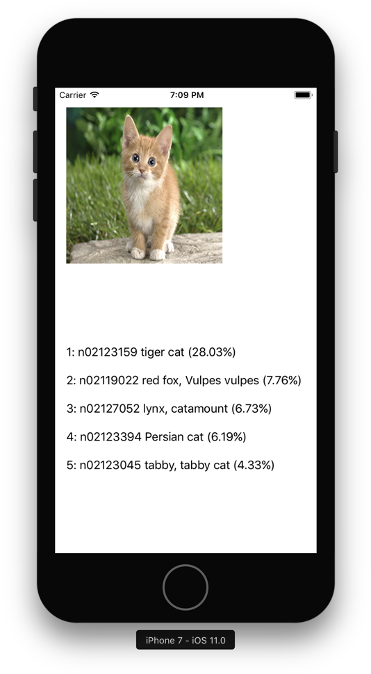 The cat demo app