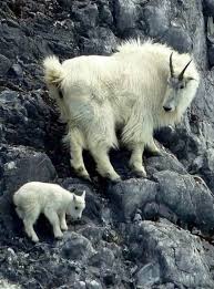 Mountain Goat Calf