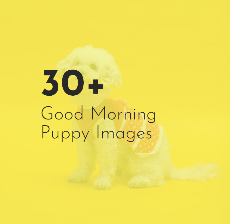 30+ Good Morning Funny & Cute Puppy FREE Images