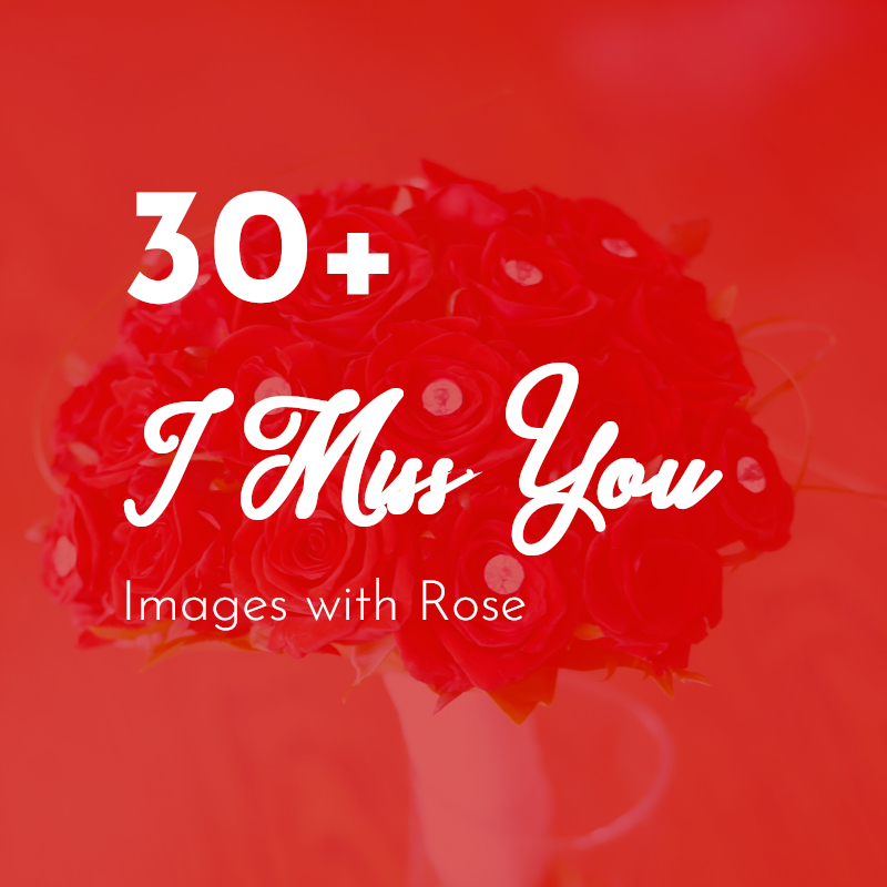 30+ I Miss You Free Images with Flower Rose
