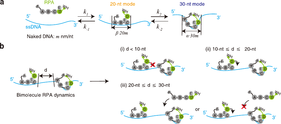 Schematic of RPA molecules on ssDNA