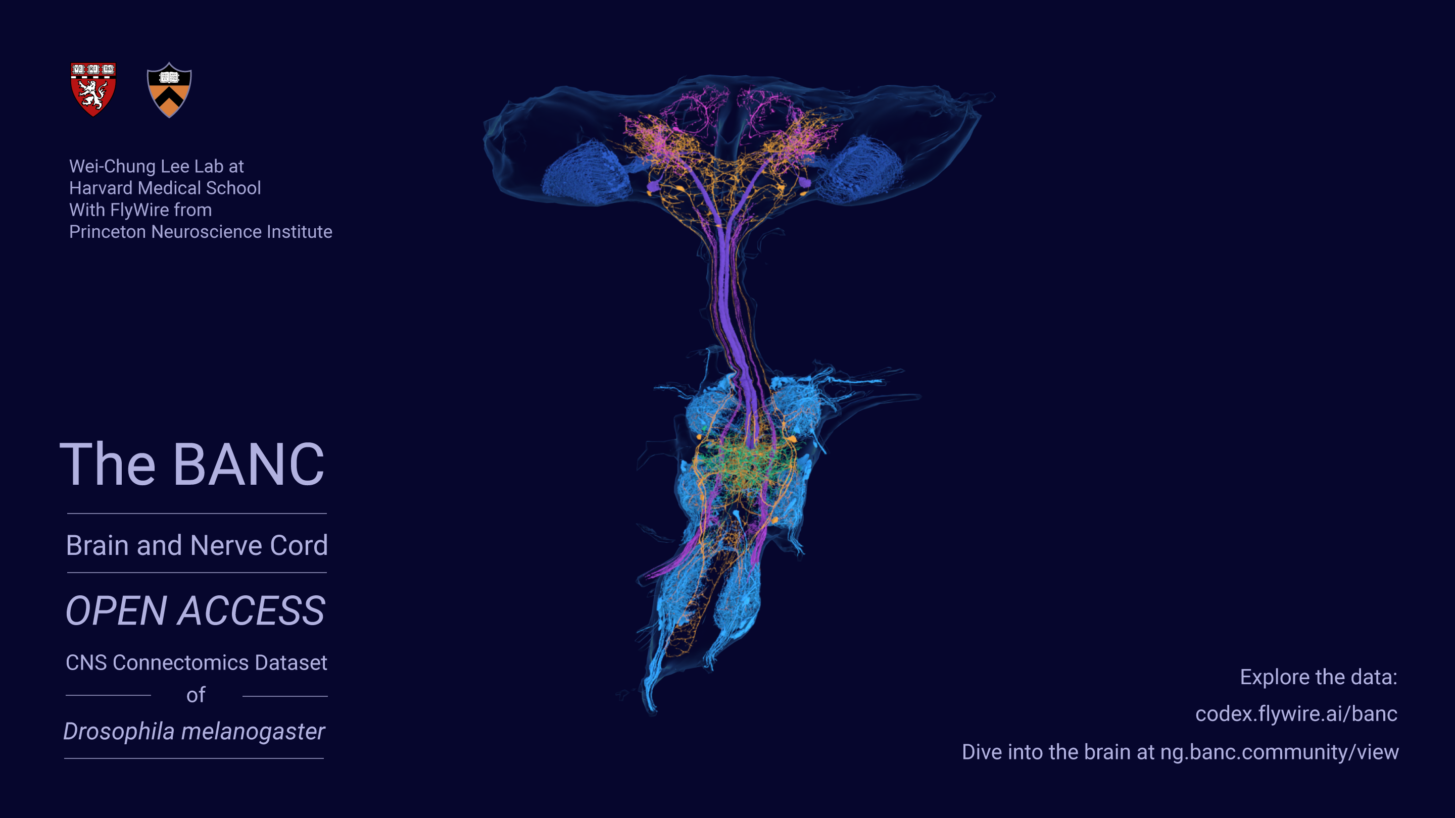 BANC (Brain And Nerve Cord)