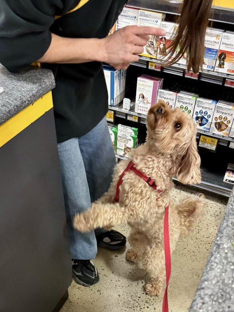 image of dog getting treats at pet store