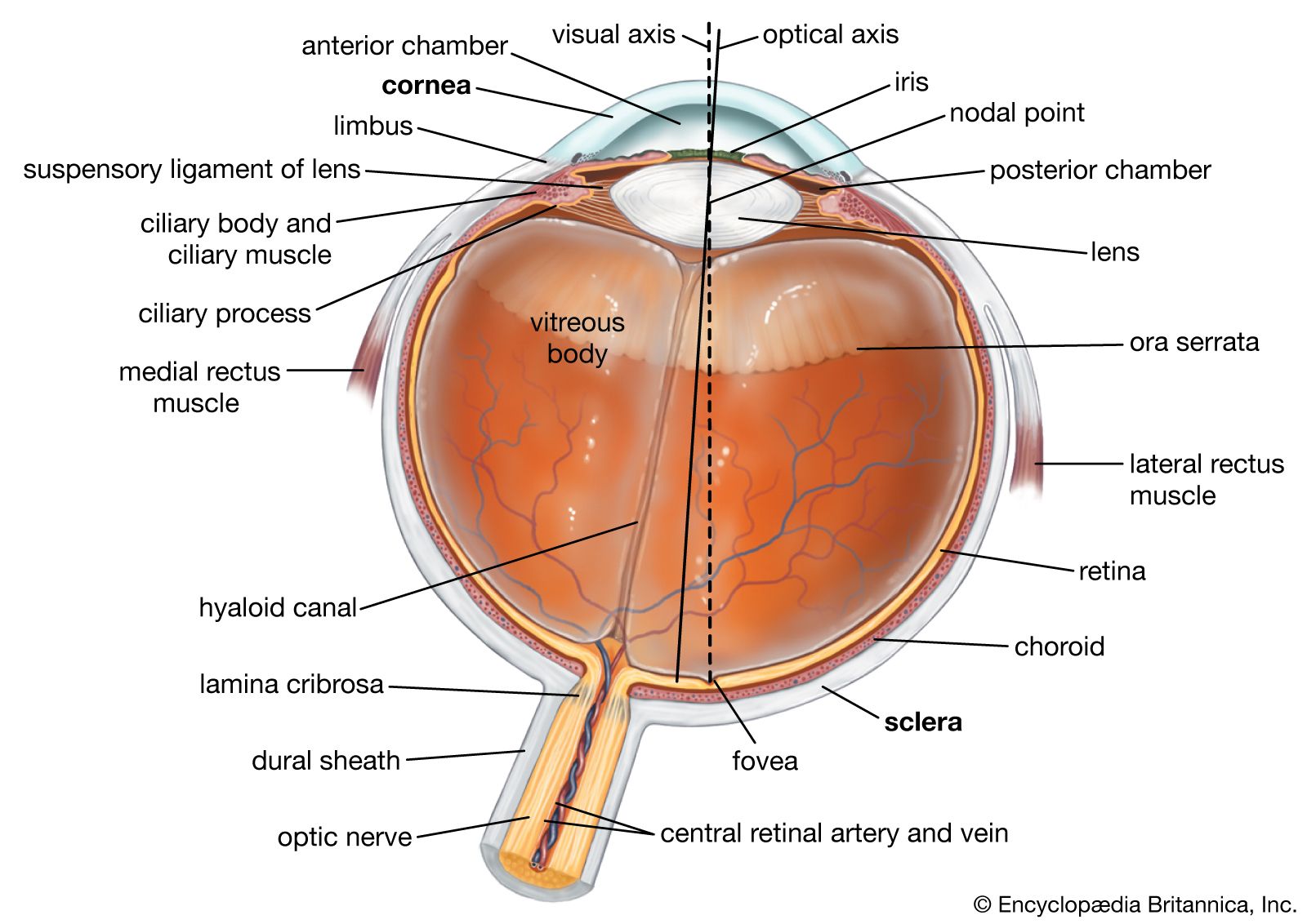 eyeball | anatomy | Britannica