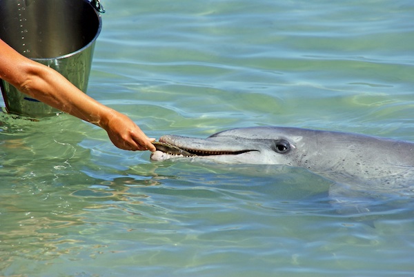 Dolphin A dolphin