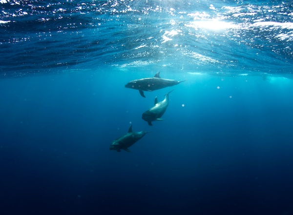 Dolphin 2 Dolphin 2