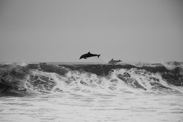 Dolphin 3 Dolphin 3