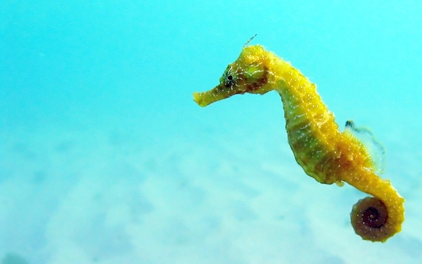 Seahorse A seahorse