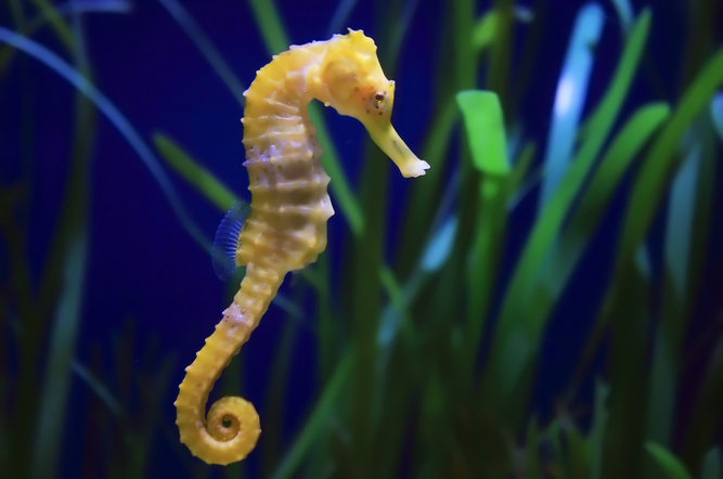 Seahorse 2 Seahorse 2