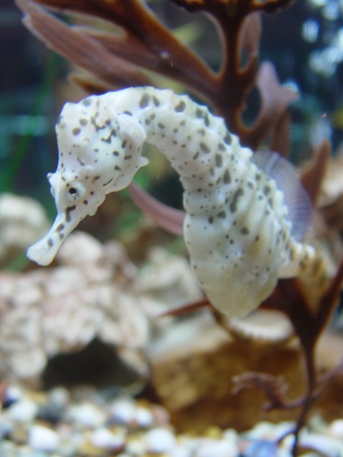 Seahorse 3 Seahorse 3