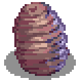 Pupa