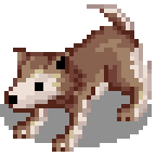 Baby Desert Wolf