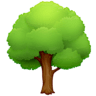 Deciduous Tree on Facebook