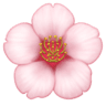 Cherry Blossom on Facebook