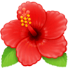 Hibiscus on Facebook