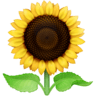Sunflower on Facebook