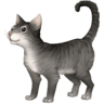 Cat on Facebook