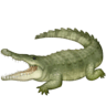 Crocodile on Facebook