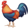 Rooster on Facebook