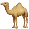 Dromedary Camel on Facebook