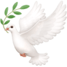 Dove on Facebook