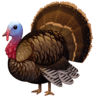 Turkey on Facebook