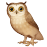 Owl on Facebook