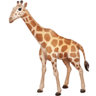 Giraffe Face on Facebook