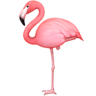 Flamingo on Facebook