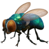 Fly on Facebook