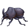 Beetle on Facebook