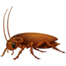 Cockroach on Facebook