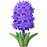 Hyacinth on Facebook