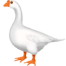 Goose on Facebook