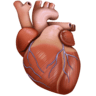 Anatomical Heart on Facebook