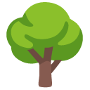 Deciduous Tree on Google