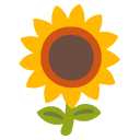 Sunflower on Google