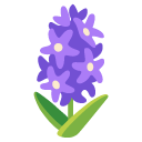 Hyacinth on Google
