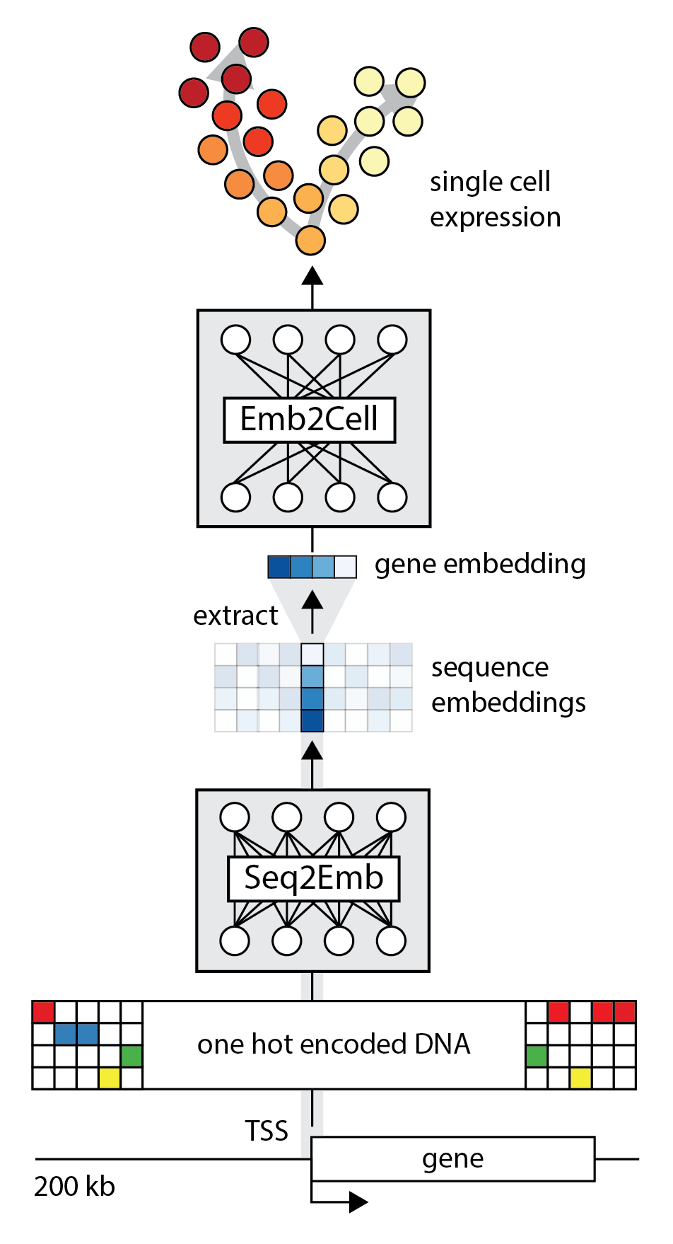 seq2cells_workflow_overview