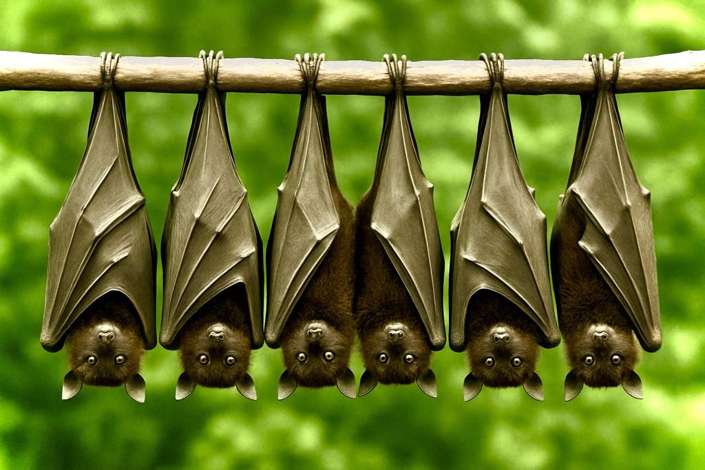 こうもり傘の貸し出し