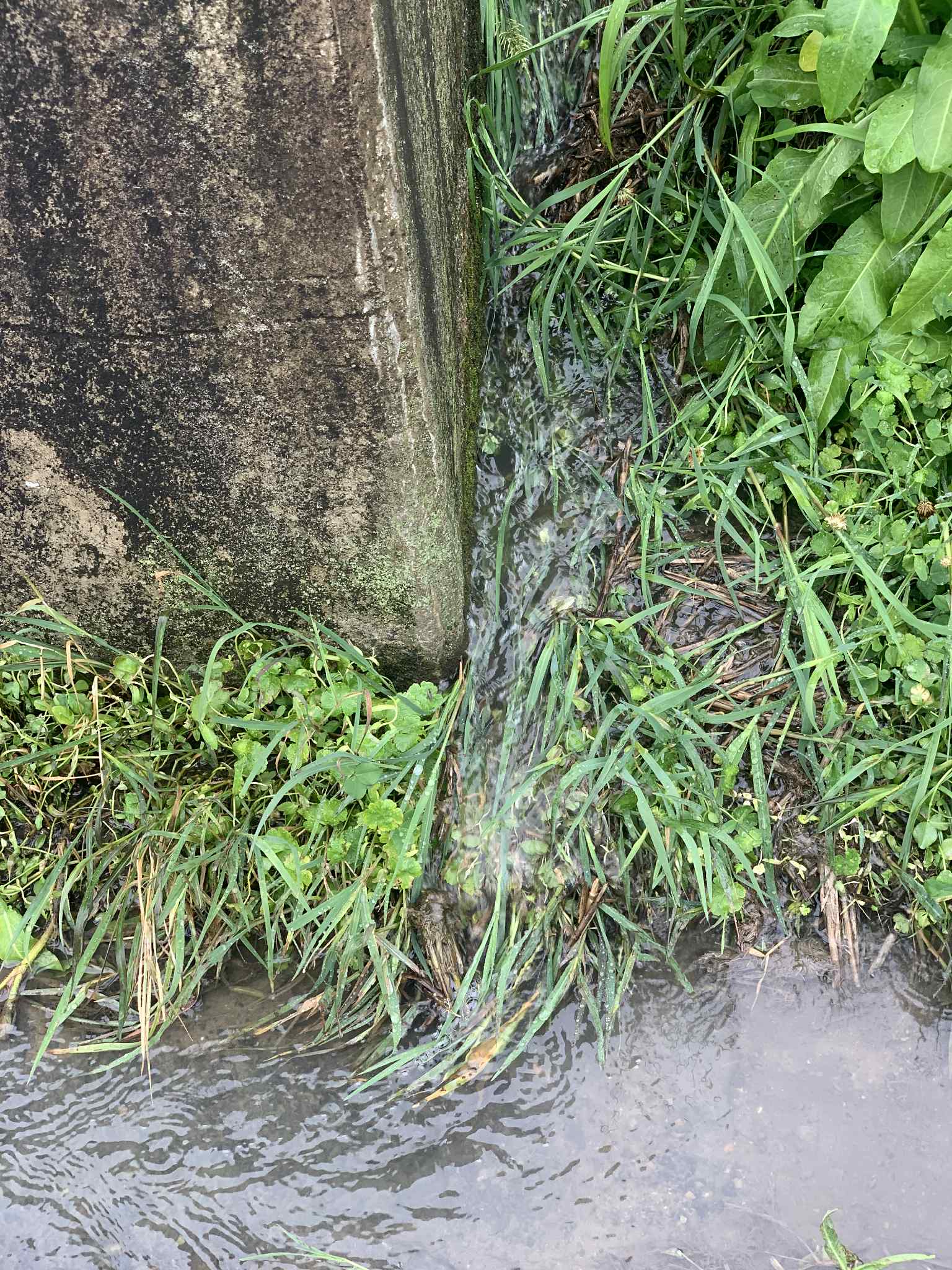 田んぼに囲まれた用水路の風景