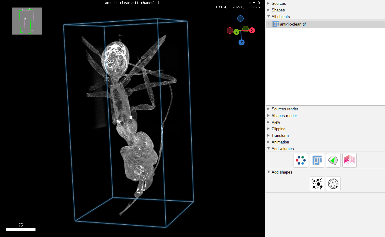 BigVolumeBrowser rendering a synchrotron scan of a trap-jaw ant.