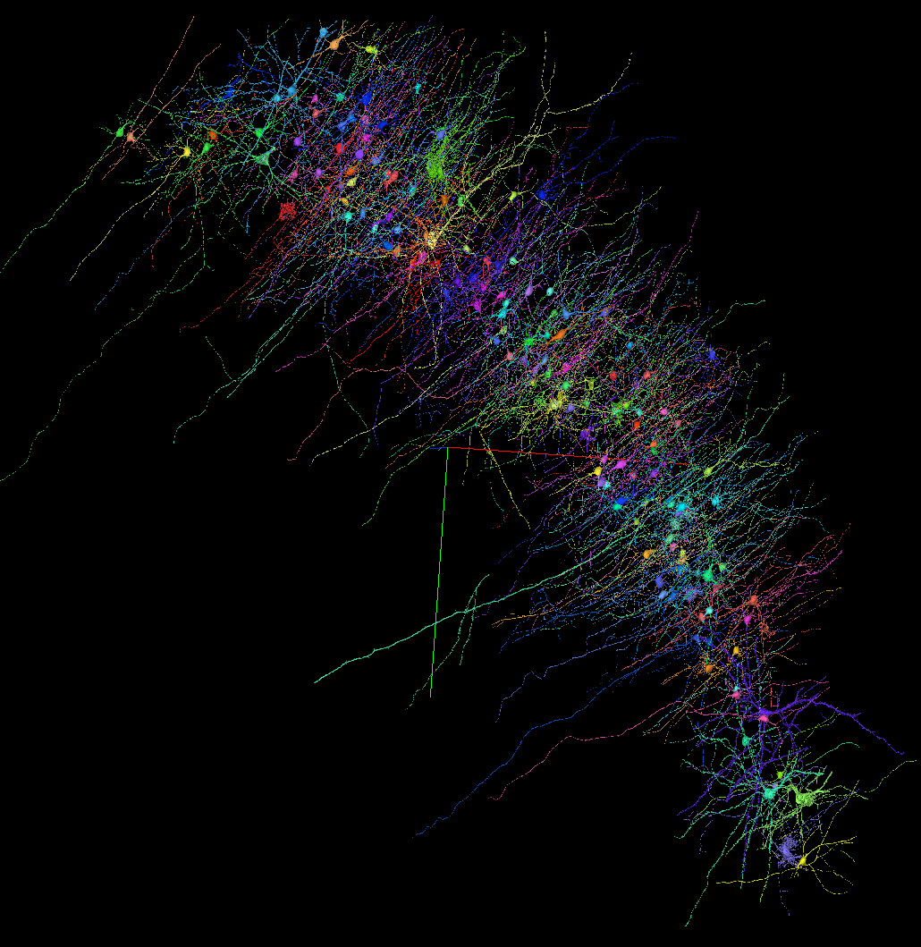 Neuroglancer · 1.4 PB of human cortex
H01 · Shapson-Coe et al. (2024), Science 384